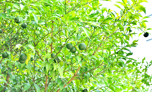 写真：庭に植えられた柚子の木