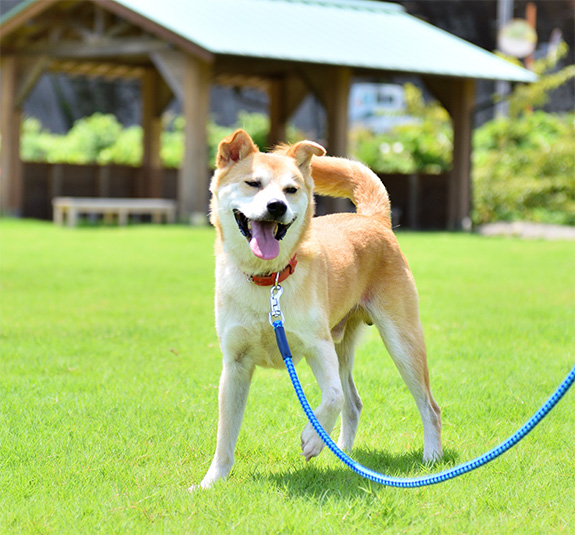 写真：ゴン太